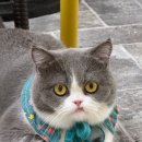 카페774