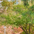 센트럴파크(이동식 2, 한옥) | 송도 센트럴파크 단풍놀이 수도권 가볼만한 곳 송도 단풍명소