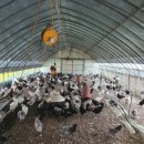 금산청계농장 이미지