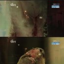 안녕 멍멍아 이미지