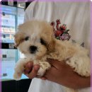 로얄펫동물병원 이미지