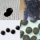 애자농장2 | 2019 원예기능사 실기 후기 합격수기