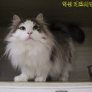 포레스트 캣호텔 이미지