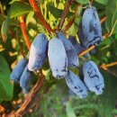하스카프 베리(Haskap Berry) 이미지