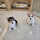 댕댕사우나 이미지