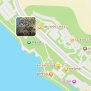 (주)우리은행 신평동지점 | 경주 보문호 실시간 개화 상황 : 목련은 만개, 벚꽃은 4월 초 만개 예정