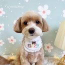 그루멍(groomung) 이미지