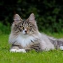 고양이숲 이미지