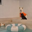 멍펜션8 이미지