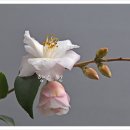 바람의속삭임 이미지