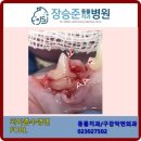 장승준동물치과병원 이미지