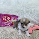 봉산동 강아지 이미지