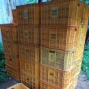 이종태농장 | 13호 태풍 링링 때문에 급하게 딴 싱싱한 홍로사과...블로그 특가 판매합니다