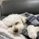유네쥬