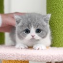 광주강아지분양 고양이분양 미유펫 본점 | 해남고양이분양 전문가가 함께하는 미유펫