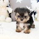 (주)야옹아멍멍해봐펫 강아지고양이 인천청라점 | “특별한 몰키 - 송도강아지분양”