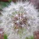 백의민족 이미지