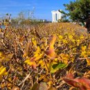 봄꽃에서첫눈까지 이미지