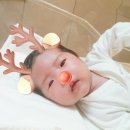 트리트멍멍 이미지