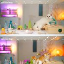 골든스웨터 캐터리 | 보이는 브리딩이 궁금하다면? 13년 차 ‘골든스웨터 캐터리’ 운영 방식을 직접 살펴본 후기