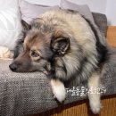 블루동물병원 | 청주동물병원 대형견 복강경 중성화 잠복고환 절제수술 후기
