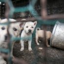 국제농장 이미지