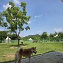 앞섬상회 | [댕댕상회]내돈내산 러프웨어 로머리쉬, 러프웨어 프론트레인지 하네스 구매 리뷰