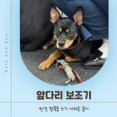 고려보조기 | 미니어처 핀셔 콩이의 워크앤런 후기 | 워크앤런 | 앞다리 보조기