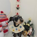 베르펫살롱 이미지