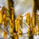 오리나무 이미지