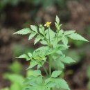 도깨비풀 이미지