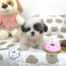 귀여운강아지 이미지