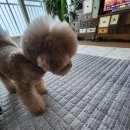 로즈메리 펫뷰티샵 이미지