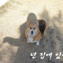 도그빌동물병원