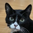 마인동물의료센터 이미지