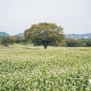 와흘메밀마을 이미지