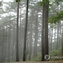 대관령어흘리관광지 이미지