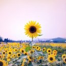 노화해바라기 이미지