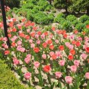 보라시민약국 | 용인자작나무숲 튤립 명소 20만 평 봄꽃 정원, 6월 전에 가야 하는 이유