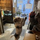 오두막목공소