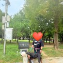 중부동공원 게이트볼장 | 부평공원 산책 후기｜대형견 깜비 포비와 다녀온 인천 부평공원