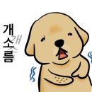 훈이애견 이미지