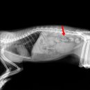 와이즈24시 동물병원 이미지