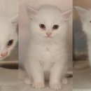 동부 동물병원 이미지