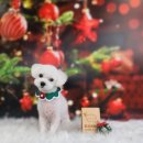 땡자애견 이미지