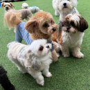 칠곡유치원 | 대구애견호텔/대구칠곡애견유치원 우리 강아지 자유롭게 뛰어놀 수 있는 "도기야드"