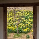 (주)천이코끼리주유소 | 서산 가볼 만한 곳 유기방가옥 수선화 개화 현황 실시간 보는 방법