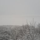 골목새우 이미지