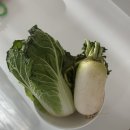 멍냥이방앗간 | 쿠키캔디 육아일기 1(34개월, 4개월)