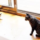 낭만고양이 이미지